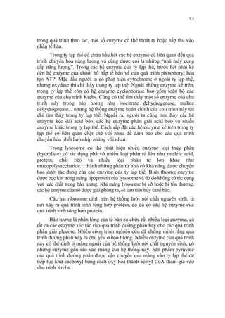 93


trong quá trình thao tác, một số enzyme có thể thoát ra hoặc hấp thu vào
nhân tế bào.
      Trong ty lạp thể có chứa hầu hết các hệ enzyme có liên quan đến quá
trình chuyển hóa năng lượng và cũng được coi là những “nhà máy cung
cấp năng lượng”. Trong các hệ enzyme của ty lạp thể, trước hết phải kể
đến hệ enzyme của chuỗi hô hấp tế bào và của quá trình phosphoryl hóa
tạo ATP. Mặc dầu người ta có phát hiện cytochrome ở ngoài ty lạp thể,
nhưng oxydase thì chỉ thấy trong ty lạp thể. Ngoài những enzyme kể trên,
trong ty lạp thể còn có hệ enzyme cyclophorase bao gồm toàn bộ các
enzyme của chu trình Krebs. Cũng có thể tìm thấy một số enzyme của chu
trình này trong bào tương như isocitrate dehydrogenase, malate
dehydrogenase... nhưng hệ thống enzyme hoàn chỉnh của chu trình này thì
chỉ tìm thấy trong ty lạp thể. Ngoài ra, người ta cũng tìm thấy các hệ
enzyme kéo dài acid béo, các hệ enzyme phân giải acid béo và nhiều
enzyme khác trong ty lạp thể. Cách sắp đặt các hệ enzyme kể trên trong ty
lạp thể có liên quan chặt chẽ với nhau để đảm bảo cho các quá trình
chuyển hóa phối hợp nhịp nhàng với nhau.
      Trong lysosome có thể phát hiện nhiều enzyme loại thủy phân
(hydrolase) có tác dụng phá vỡ nhiều loại phân tử lớn như nucleic acid,
protein, chất béo và nhiều loại phân tử lớn khác như
mucopolysaccharide... thành những phân tử nhỏ có khả năng được chuyển
hóa dưới tác dụng của các enzyme của ty lạp thể. Bình thường enzyme
được bọc kín trong màng lipoprotein của lysosome và do đó không có tác dụng
với các chất trong bào tương. Khi màng lysosome bị vỡ hoặc bị tổn thương,
các hệ enzyme của nó được giải phóng ra, sẽ làm tiêu hủy cả tế bào.
      Các hạt ribosome dính trên hệ thống lưới nội chất nguyên sinh, là
nơi xảy ra quá trình sinh tổng hợp protein, do đó có các hệ enzyme của
quá trình sinh tổng hợp protein.
       Bào tương là phần lỏng của tế bào có chứa rất nhiều loại enzyme, có
tất cả các enzyme xúc tác cho quá trình đường phân hay cho các quá trình
phân giải glucose. Nhiều công trình nghiên cứu đã chứng minh rằng quá
trình đường phân xảy ra chủ yếu ở bào tương. Nhiều enzyme của quá trình
này có thể dính ở màng ngoài của hệ thống lưới nội chất nguyên sinh, có
những enzyme gắn sâu vào màng của hệ thống này. Sản phẩm pyruvate
của quá trình đường phân được vận chuyển qua màng vào ty lạp thể để
tiếp tục khử cacboxyl bằng cách oxy hóa thành acetyl CoA tham gia vào
chu trình Krebs.
 