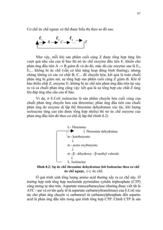 97


Cơ chế ức chế ngược có thể được biểu thị theo sơ đồ sau:

          E1       E2       E3
      A        B        C     ....     Z
       (-)


       Như vậy, mỗi khi sản phẩm cuối cùng Z được tổng hợp tăng lên
vượt quá nhu cầu của tế bào thì nó ức chế enzyme đầu tiên E1 khiến cho
phản ứng đầu tiên A → B giảm đi và do đó, mặc dù các enzyme sau là E2,
E3... không bị ức chế (vẫn có khả năng hoạt động bình thường), nhưng
chúng không có các cơ chất B, C... để chuyển hóa, kết quả là toàn chuỗi
phản ứng bị giảm sút, sự tổng hợp sản phẩm cuối cùng Z giảm đi. Khi tế
bào thiếu chất Z, enzyme E1 không bị ức chế nên phản ứng đầu tiên lại xảy
ra và cả chuỗi phản ứng cũng vậy: kết quả là sự tổng hợp các chất Z tăng
lên đáp ứng nhu cầu của tế bào.
      Ví dụ, ở E.Coli isoleucine là sản phẩm chuyển hóa cuối cùng của
chuỗi phản ứng chuyển hóa của threonine; phản ứng đầu tiên của chuỗi
phản ứng do enzyme dị lập thể threonine dehydratase xúc tác, khi lượng
isoleucine tăng cao (do được tổng hợp nhiều) thì nó ức chế enzyme của
phản ứng đầu tiên đó theo cơ chế dị lập thể (hình 8.2)

                          L- Threonine
                         (-           ↓ Threonine dehydratase
                         )α - ketobutyrate
                             ↓
                          α - aceto oxybutyrate
                             ↓
                          α - β - dihydroxy - β methyl valerale
                            ↓
                          L. Isoleucine
      Hình 8.2: Sự ức chế threonine dehydratase bởi Isoleucine theo cơ chế
                        ức chế ngược, (-): ức chế.
      Ở quá trình sinh tổng lượng amino acid thường xẩy ra cơ chế này. Ở
trường hợp sinh tổng hợp nucleotide pyrimidine cytidin triphosphate (CTP)
cũng tương tự như trên. Aspartate transcarbamoylase (thường được viết tắt là
ATC - ase và có tên quốc tế là aspartate carbamoyltransferase) của E.Coli xúc
tác cho phản ứng chuyển vị carbamoyl từ carbamoylphosphate đến aspartic
acid là phản ứng đầu tiên trong quá trình tổng hợp CTP. Chính CTP là sản
 