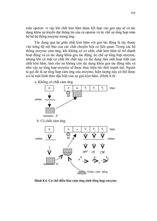 104


toàn operon: vì vậy khi chất kìm hãm được kết hợp vào gen này sẽ có tác
dụng khóa sự truyền đạt thông tin của cả operon và ức chế sự tổng hợp toàn
bộ bộ hệ thống enzyme tương ứng.
       Tác dụng qua lại giữa chất kìm hãm với gen tác động là tùy thuộc
vào nồng độ nội bào của các chất chuyển hóa có liên quan. Trong các hệ
thống enzyme cảm ứng, khi không có cơ chất, chất kìm hãm sẽ trở thành
hoạt động và có tác dụng khóa gen tác động, ức chế sự tổng hợp enzyme,
nhưng khi có mặt cơ chất thì chất này có tác dụng làm mất hoạt tính của
chất kìm hãm, làm cho nó không còn tác dụng khóa gen tác động nữa và
như vậy sự tổng hợp enzyme sẽ được thực hiện tức thời mạnh mẽ. Người
ta gọi đó là sự tổng hợp cảm ứng của enzyme, hiện tượng này có thể được
coi là một hình thức đặc biệt của sự giải kìm hãm. (Hình 8.4)
     a. Không có chất cảm ứng
                 R           P    O            S1       S2        S3        DNA

                             AP
     mRNA



           repressor, R'
       b. Có chất cảm ứng

                 R           P    o            S1       S2        S3        DNA

      mRNA                   AP                                         mRNA




                                          E1             E2            E3
                                      A                 B               C
             repressor, R'                                    D

                                                    Cháút caím æïng

     Hình 8.4. Cơ chế điều hòa cảm ứng sinh tổng hợp enzyme
 