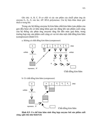105


       Ghi chú: A, B, C, D cơ chất và các sản phẩm của chuỗi phản ứng do
enzyme E1, E2, E3 xúc tác; AP: RNA polymerase. Các ký hiệu khác được giải
thích ở trong bài.
      Trong các hệ thống enzyme bị kìm hãm chất kìm hãm (sản phẩm của
gen đều hòa) chỉ có khả năng khóa gen tác động khi sản phẩm cuối cùng
của hệ thống các phản ứng enzyme tăng lên đến mức quá thừa, trong
trường hợp này sản phẩm cuối cùng có vai trò như một chất đồng kìm hãm
(corepressor) (hình 8.5)
     a. Không có chất đồng kìm hãm (corepressor)

                  R           P        o        S1         S2            S3            DNA

                             AP
       mRNA                                                                        mRNA


                                               E1          E2             E3
                                           A               B                       C
                                                                     D
             repressor, R'
                                                                     Chất đồng kìm hãm

     b. Có chất đồng kìm hãm (corepressor)

                 R                P        o         S1         S2            S3        DNA

                                  AP
      mRNA




           repressor, R'
                                                          Chất đồng kìm hãm
      Hình 8.5: Cơ chế kìm hãm sinh tổng hợp enzyme bởi sản phẩm cuối
cùng. (ghi chú như hình 8.4)
 