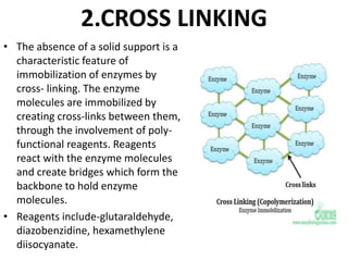2.CROSS LINKING
• The absence of a solid support is a
characteristic feature of
immobilization of enzymes by
cross- linking. The enzyme
molecules are immobilized by
creating cross-links between them,
through the involvement of poly-
functional reagents. Reagents
react with the enzyme molecules
and create bridges which form the
backbone to hold enzyme
molecules.
• Reagents include-glutaraldehyde,
diazobenzidine, hexamethylene
diisocyanate.
 