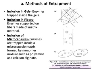 a. Methods of Entrapment
• Inclusion in Gels- Enzymes
trapped inside the gels.
• Inclusion in Fibers-
Enzymes supported on
fibers made of matrix
material.
• Inclusion of
Microcapsules- Enzymes
are trapped inside a
microcapsule matrix
formed by monomer
mixture such as polyamine
and calcium alginate.
 
