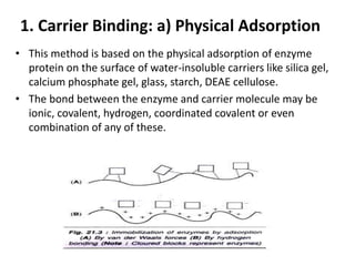 1. Carrier Binding: a) Physical Adsorption
• This method is based on the physical adsorption of enzyme
protein on the surface of water-insoluble carriers like silica gel,
calcium phosphate gel, glass, starch, DEAE cellulose.
• The bond between the enzyme and carrier molecule may be
ionic, covalent, hydrogen, coordinated covalent or even
combination of any of these.
 