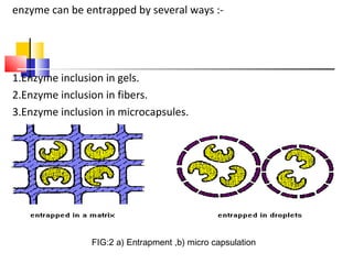 enzyme can be entrapped by several ways :-
1.Enzyme inclusion in gels.
2.Enzyme inclusion in fibers.
3.Enzyme inclusion in microcapsules.
FIG:2 a) Entrapment ,b) micro capsulation
 