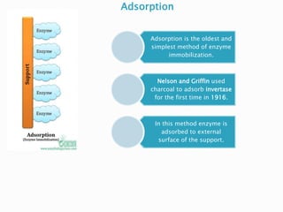 Adsorption
Adsorption is the oldest and
simplest method of enzyme
immobilization.
Nelson and Griffin used
charcoal to adsorb invertase
for the first time in 1916.
In this method enzyme is
adsorbed to external
surface of the support.
 