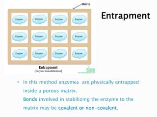 • In this method enzymes are physically entrapped
inside a porous matrix.
Bonds involved in stabilizing the enzyme to the
matrix may be covalent or non-covalent.
Entrapment
 