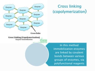 Cross linking
(copolymerization)
In this method
immobilization enzymes
are linked by covalent
bonds between various
groups of enzymes, via
polyfunctional reagents
 