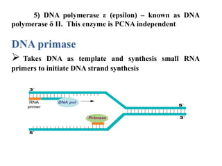 5) DNA polymerase ε (epsilon) – known as DNA
polymerase δ II. This enzyme is PCNA independent
DNA primase
 Takes DNA as template and synthesis small RNA
primers to initiate DNA strand synthesis
 