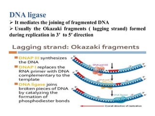DNA ligase
 It mediates the joining of fragmented DNA
 Usually the Okazaki fragments ( lagging strand) formed
during replication in 3′ to 5′ direction
 