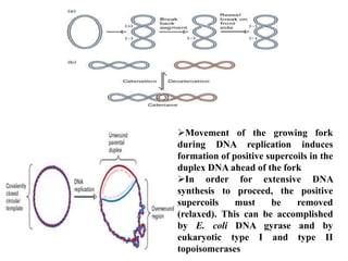 Movement of the growing fork
during DNA replication induces
formation of positive supercoils in the
duplex DNA ahead of the fork
In order for extensive DNA
synthesis to proceed, the positive
supercoils must be removed
(relaxed). This can be accomplished
by E. coli DNA gyrase and by
eukaryotic type I and type II
topoisomerases
 