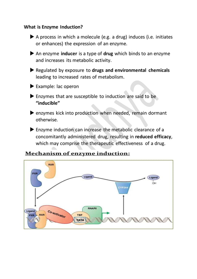 Enzyme induction and repression