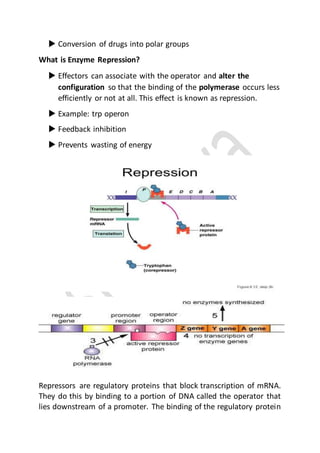 Enzyme induction and repression | PDF