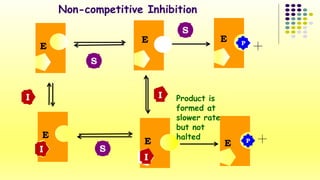 Non-competitive Inhibition 
S 
S 
E 
E 
PP E 
E 
E 
P 
I 
I 
I 
S 
I Product is 
formed at 
slower rate 
but not 
E halted 
I 
 