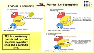 Fructose-6-phosphate 
PFK is a quaternary 
protein and has two 
allosteric regulatory 
sites and a catalytic 
site. 
PFK Fructose-1,6-bisphosphate 
 