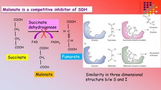 Malonate is a competitive inhibitor of SDH 
COOH 
CH2 
CH2 
COOH 
Succinate 
dehydrogenase 
FAD FADH2 
Succinate 
COOH 
H -C 
C-H 
COOH COOH 
CH2 
COOH 
Malonate 
Fumarate 
Similarity in three dimensional 
structure b/w S and I 
 