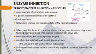 ENZYME INHIBITION
TRANSITION-STATE INHIBITION – PENICILLIN
 good example of a transition state analog.
 a potent irreversible inhibitor of bacterial
cell-wall synthesis
 lactam ring mimics the transition state of the normal substrate
 When penicillin binds to the active site of the enzyme, its lactam ring opens,
forming a covalent bond with a serine residue at the active site.
 Penicillin inhibits the transpeptidase enzyme
 crosslinks bacterial cell-wall peptidoglycan strands
(the last step in cell-wall synthesis in bacteria)
 Lacking cell wall makes bacteria osmotically fragile & unable to survive in the
body.
37
 