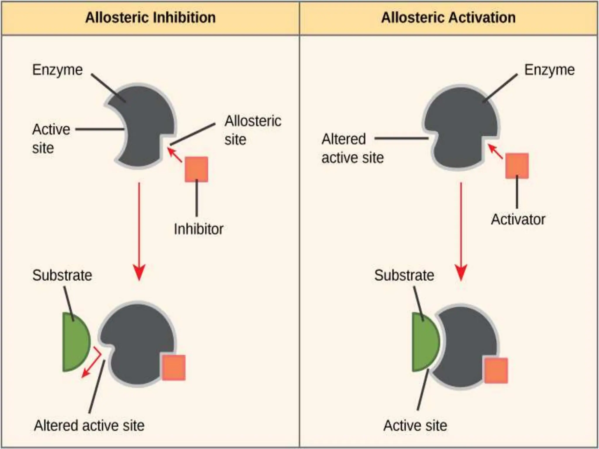 Enzyme inhibition in brief and their examples