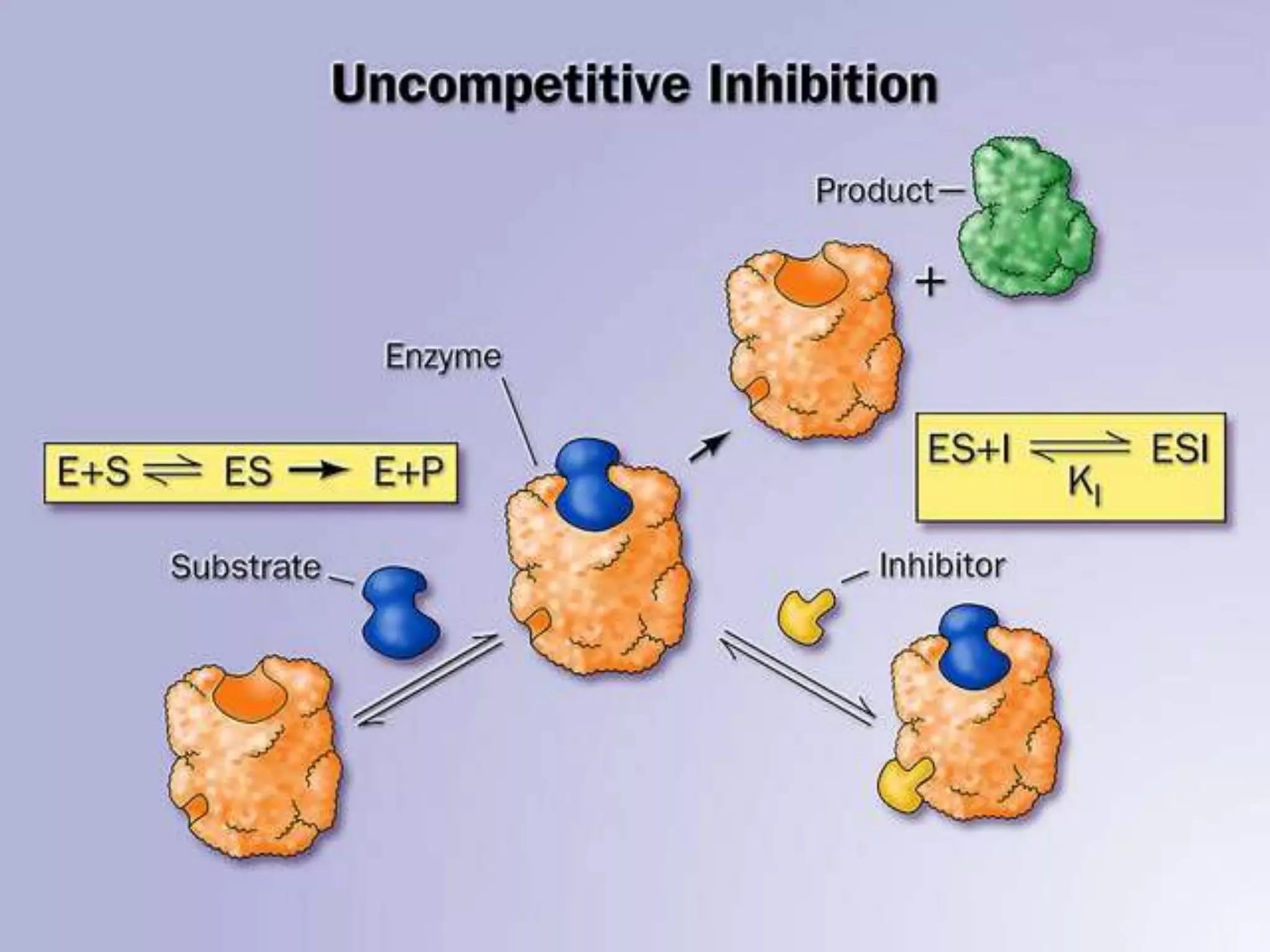 Enzyme Inhibitons Enzyme inhibition | PPTX