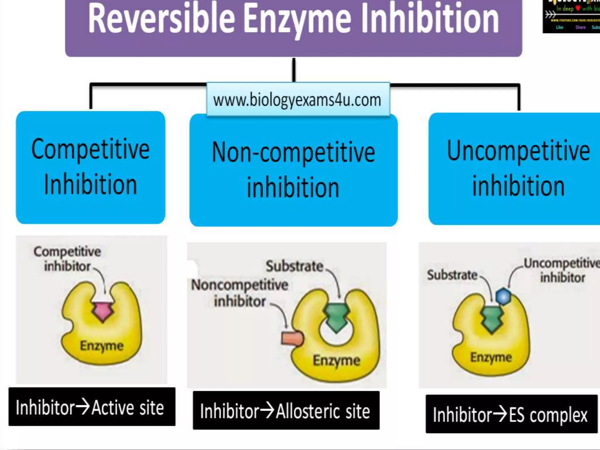 Enzyme inhibition | PPTX