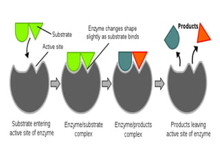 Enzyme Inhibition and Types of Reversible Enzyme Inhibitors.ppt