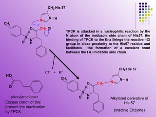 CH2 His 57

                            N H
                      N
CH3
                  O   CH2 Cl
                 O                       TPCK is attacked in a nucleophilic reaction by the
             S                           N atom of the imidazole side chain of His57. the
                 N                       binding of TPCK to the Enz Brings the reactive –Cl
         O       H                       group in close proximity to the His57 residue and
                                         facilitates  the formation of a covelent bond
                                         between the I & imidazole side chain



                                                                         CH2 His 57
                          Cl-   +   H+
HO
                                    CH3                                   N H
                                                         O   CH2   N
  O                                                     O
                                                    S
   phenylpropionate                                     N
                                                O       H          Alkylated derivative of
Excess concn of this                                                       His 57
prevent the inactivation
by TPCK                                                                (inactive Enzyme)
 