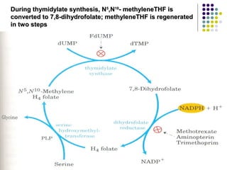 During thymidylate synthesis, N5,N10- methyleneTHF is
converted to 7,8-dihydrofolate; methyleneTHF is regenerated
in two steps
 