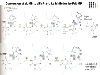 Conversion of dUMP to dTMP and its inhibition by FdUMP
 