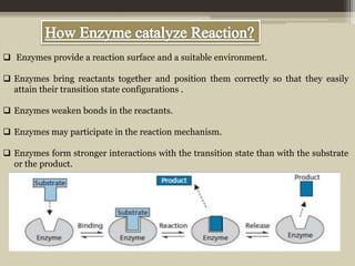  Enzymes provide a reaction surface and a suitable environment.
 Enzymes bring reactants together and position them correctly so that they easily
attain their transition state configurations .
 Enzymes weaken bonds in the reactants.
 Enzymes may participate in the reaction mechanism.
 Enzymes form stronger interactions with the transition state than with the substrate
or the product.
 