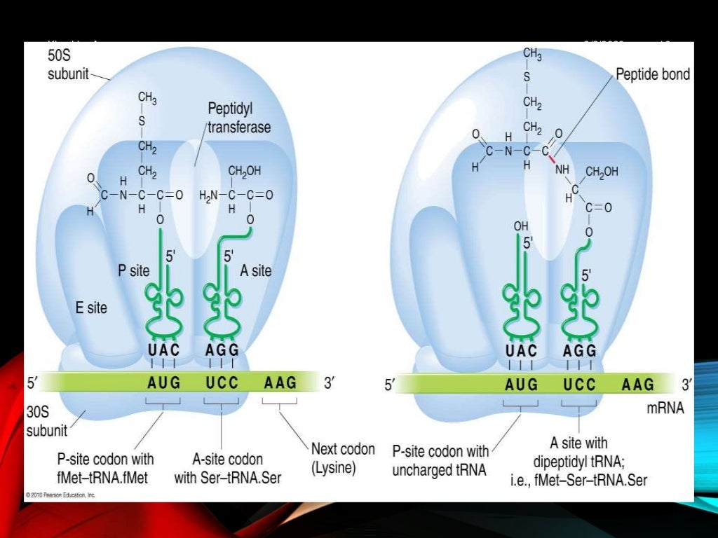 Enzyme invoved in eukarotic translation