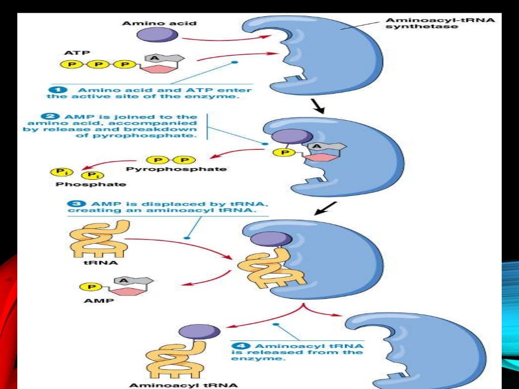 Enzyme invoved in eukarotic translation