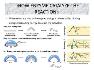 -:HOW ENZYME CATALYZE THE
REACTION:-
• When substrate bind with enzyme, energy is release called binding
energy.this binding energy decrease the activation.
 