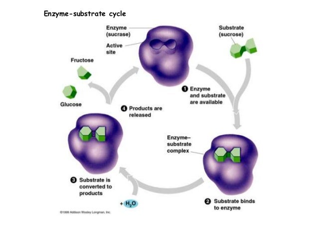 Enzymatic Cycle Diagram enzyme kinetics Enzymatic Cycle Diagram enzyme kinetics