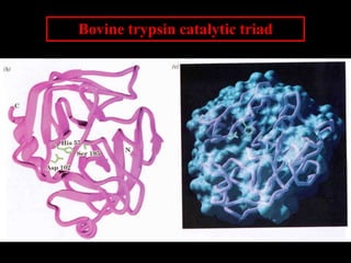 Bovine trypsin catalytic triad
 