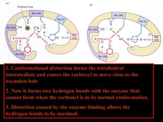 1. Conformational distortion forms the tetrahedral
intermediate and causes the carboxyl to move close to the
oxyanion hole
2. Now it forms two hydrogen bonds with the enzyme that
cannot form when the carbonyl is in its normal conformation.
3. Distortion caused by the enzyme binding allows the
hydrogen bonds to be maximal.
 