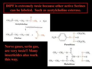 DIPF is extremely toxic because other active Serines
can be labeled. Such as acetylcholine esterase.
Nerve gases, serin gas,
are very toxic!! Many
insecticides also work
this way.
 