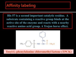His 57 is a second important catalytic residue. A
substrate containing a reactive group binds at the
active site of the enzyme and reacts with a nearby
reactive amino acid group. A Trojan horse effect.
Tosyl-L-phenylalanine chloromethyl ketone (TPCK)
 