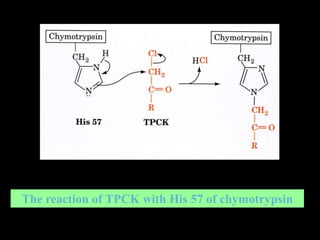 The reaction of TPCK with His 57 of chymotrypsin
 
