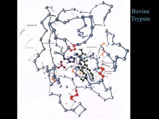 Bovine
Trypsin
 