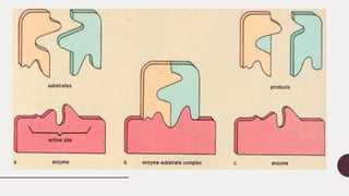 Enzyme kinetics presentation | PPTX