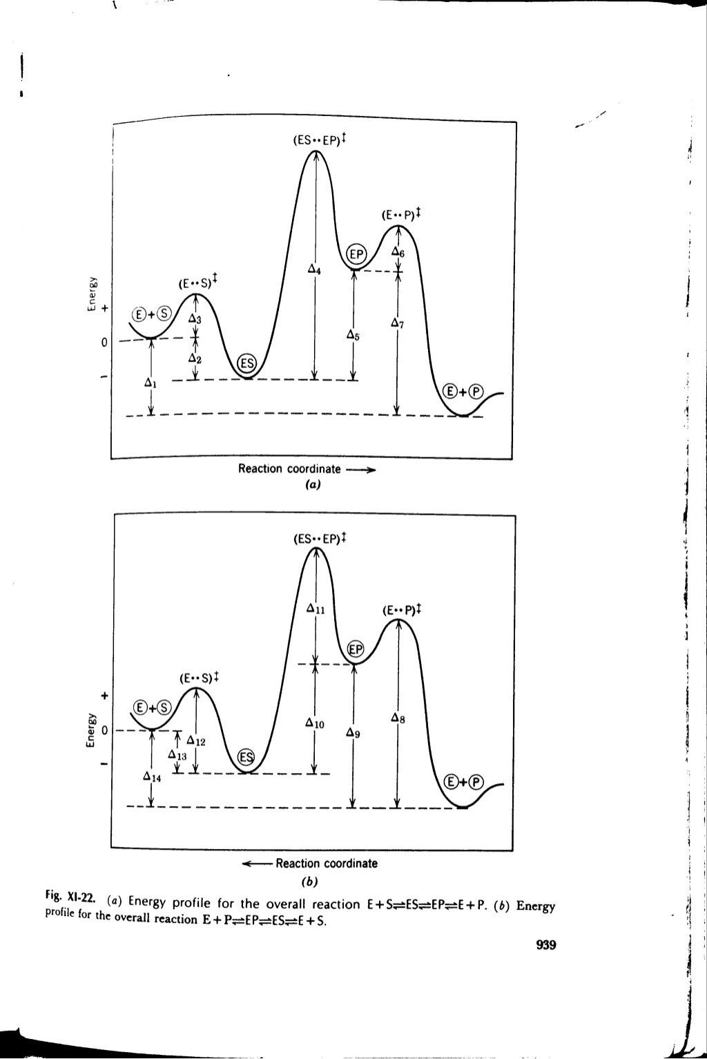Enzyme Behavior and Analysis of Rapid Equilibrium and Stead…