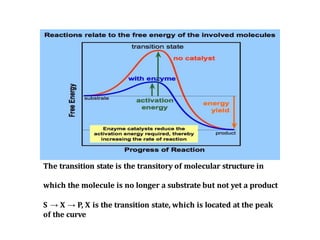 enzyme lecture ppt.pptx