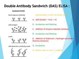 Double Antibody Sandwich (DAS) ELISA :
Add Antibody in the microtiter well
A. Add Sample / virus + ve
B. Incubation and Washing
C. Addition of Enzyme labelled antibody
D. Incubation and Washing
E. Addition of Substrate ( Hydrogen peroxide+
Diamino benzene)
G. Incubation
H. Brown color in virus + samples
 