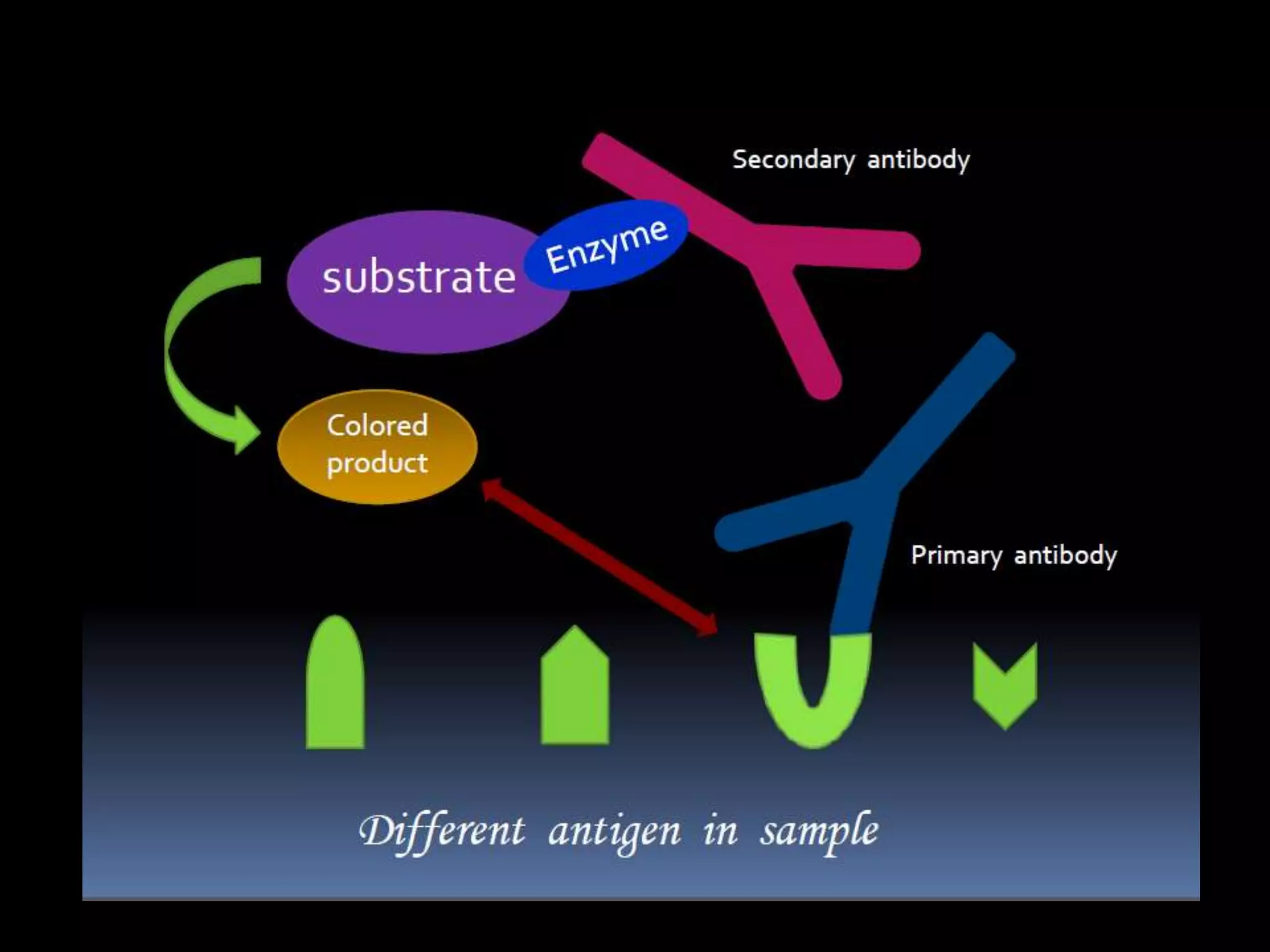 Enzyme linked immunosorbent assay | PPTX