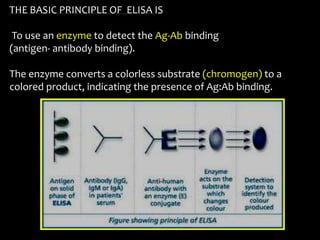 THE BASIC PRINCIPLE OF ELISA IS
To use an enzyme to detect the Ag-Ab binding
(antigen- antibody binding).
The enzyme converts a colorless substrate (chromogen) to a
colored product, indicating the presence of Ag:Ab binding.
 