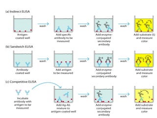 Enzyme Linked Immunosorbent Assay POWER POINT | PPTX
