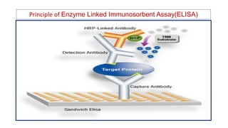 Enzyme Linked Immunosorbent Assay elisa And Its Clinical Significance enzyme-linked-immunosorbent-assay-elisa-and-its-clinical-significance