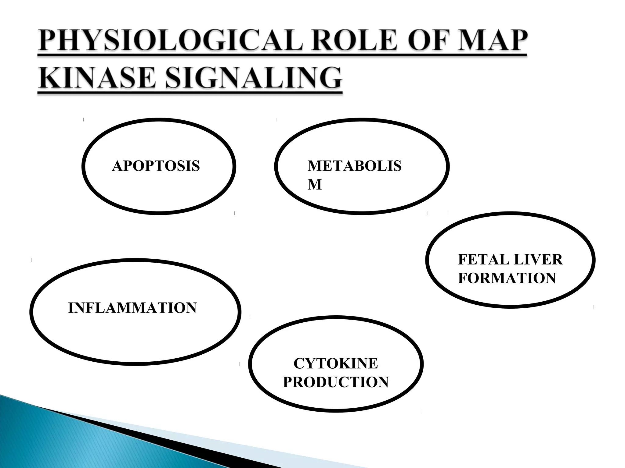 APOPTOSIS
INFLAMMATION
CYTOKINE
PRODUCTION
METABOLIS
M
FETAL LIVER
FORMATION
 