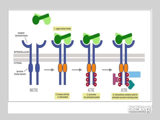 Enzyme linked receptors | PPTX