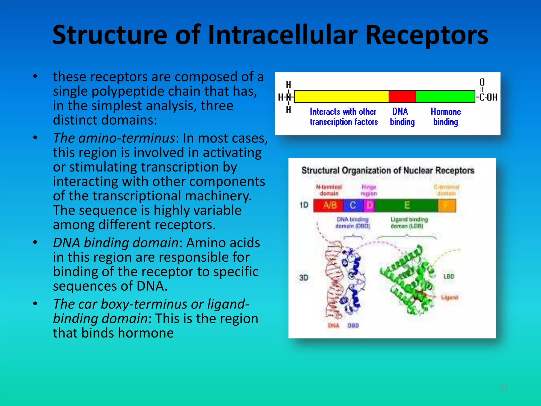 Structure of Intracellular Receptors
• these receptors are composed of a
single polypeptide chain that has,
in the simplest analysis, three
distinct domains:
• The amino-terminus: In most cases,
this region is involved in activating
or stimulating transcription by
interacting with other components
of the transcriptional machinery.
The sequence is highly variable
among different receptors.
• DNA binding domain: Amino acids
in this region are responsible for
binding of the receptor to specific
sequences of DNA.
• The car boxy-terminus or ligand-
binding domain: This is the region
that binds hormone
21
 