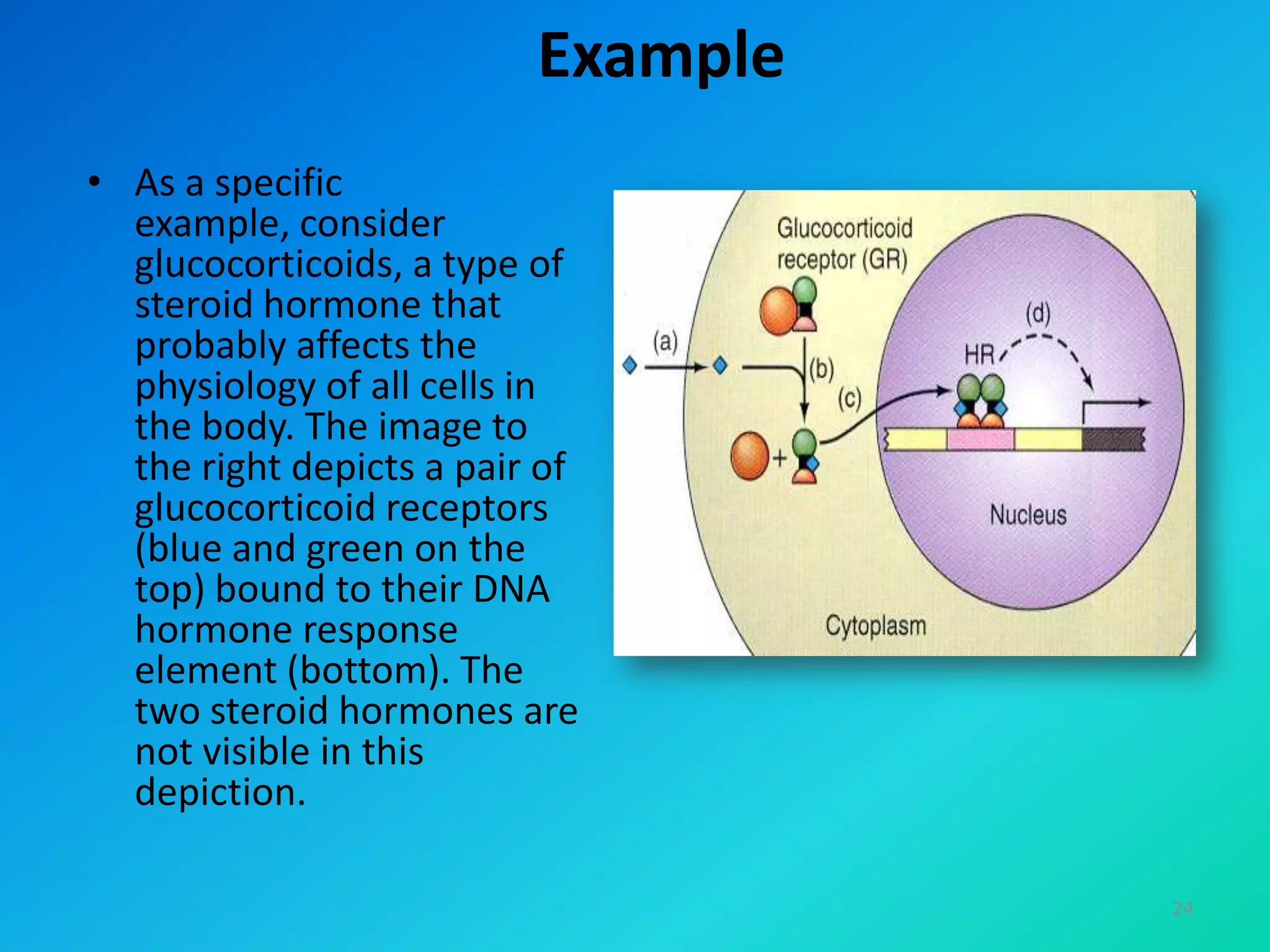 Example
• As a specific
example, consider
glucocorticoids, a type of
steroid hormone that
probably affects the
physiology of all cells in
the body. The image to
the right depicts a pair of
glucocorticoid receptors
(blue and green on the
top) bound to their DNA
hormone response
element (bottom). The
two steroid hormones are
not visible in this
depiction.
24
 